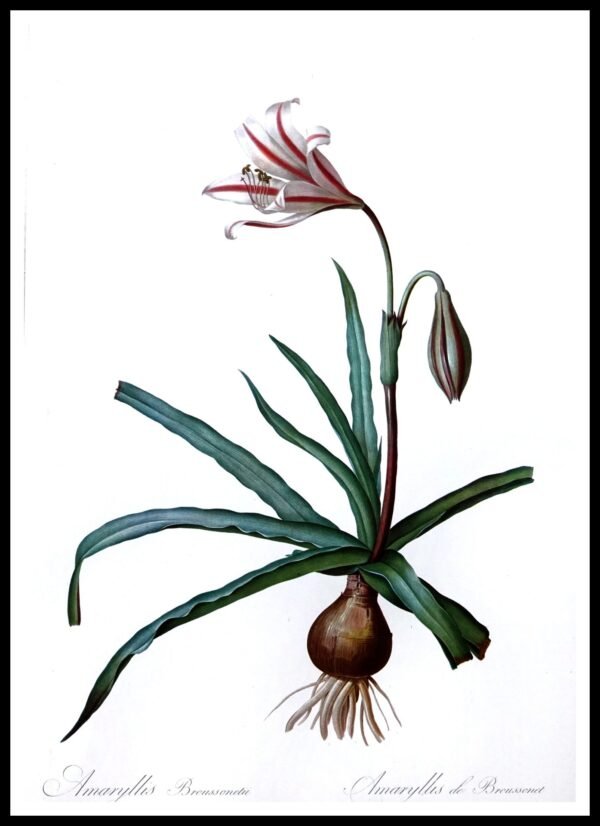 ALP F13015 Amaryllis Reticulata Pink (Antique Prints)